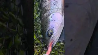 first fish on Edge float rod 13' #rainbowtrout