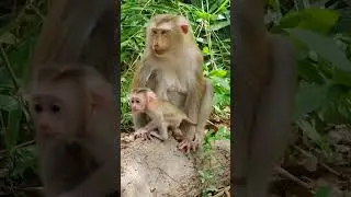 Jacee baby monkey with her mother Joyce #31