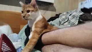 Professor Belosheev on human butler's legs and feet (never getting tired of it - neither me nor him)