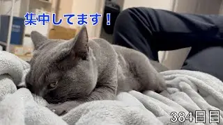 【スコ猫トト君】ウールサッキングに夢中なトト君ですwww