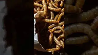 One Egg, Thousands of Mealworms&hellip; Watch the Takeover 🥚🪱