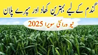 Wheat Variety Sawera 2025 Review | Yield Potential, Characteristics & Complete Fertilizer Plan