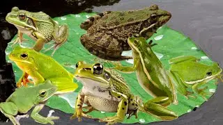 Wow 🐸Catching the  BULLFROGS You&rsquo;ve Ever Seen 