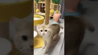 Cats 🐈&zwj;⬛ short #youtubeshorts #funny #funnyanimal #viral #catmemes #cat #shorts #subscribe