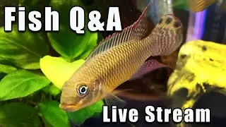 [LIVE]  Time to Talk All Things Fish - Fish Q&A  - Bring Your Questions!