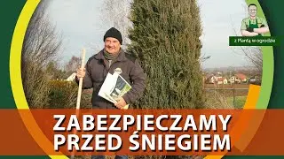 Protecting plants from being broken by snow - WITH A PLANT IN THE GARDEN