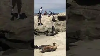 Sea Lion Attack!