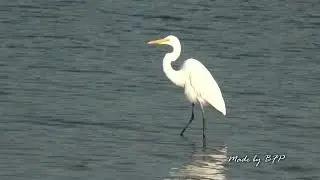蓮池潭的中白鷺/Intermediate Egret