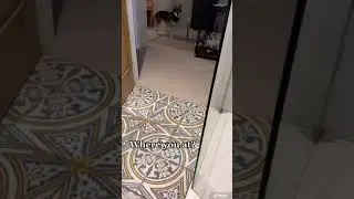 My Alaskan Klee Kai Are The ULTIMATE Companion Dogs - They Follow Me Everywhere