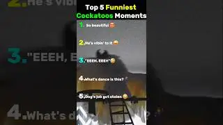 Last cockatoo has the BEST dance moves