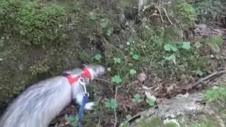 Frettchen gehen spazieren