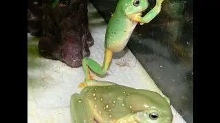 Feeding Time for Magnificent Tree Frogs