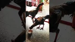 #shorts#comedy#catvedio#love#birds#tamil#shortsviral#reel#nature #funny #lifeisbutadream #comedyvide