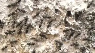 Clearwater pest control,one million white footed ants