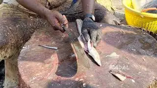 Small  Yellow Monster Eel Fish Cutting Skills In Fish Market | Fish Cutting In India