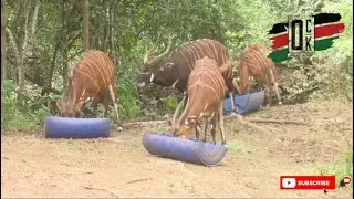 Protecting Mountain Bongo Conservation mov  Kenya's Endangered species