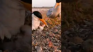 River Tern Bird Family, Father Brings Food for chick   Wincent   uhB3r #bird #wildlife #nature