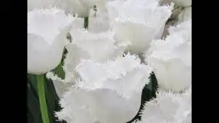Wonderful Fringed Tulips