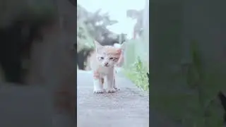 Learn How To Save Cats And Improve their Life | Help Animals India
