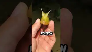Ce poisson a une capacit&eacute; unique ❤️
