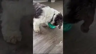 KONG Licks Rewards