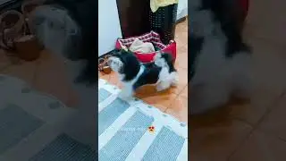 VOC&Ecirc; &Eacute; A MINHA M&Atilde;E BICHO L&Oacute;GICA? | M&Atilde;E DE PET 🐶 M&Atilde;E DE 5 FILHOS.