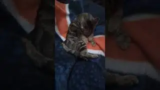 Cute Kitty Yawning and Grooming Herself #bellytrap
