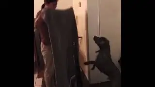 Dog  🐕 Prank
