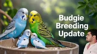 Hogoromo Budgies Breeding Process step by step
