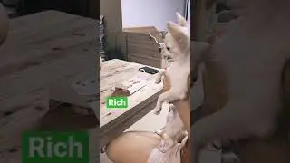 Pet dog Rich, Happy first birthday to Rich (Part 1)