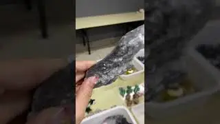 phosphorite specimens