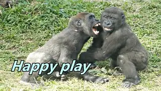 Gorilla Jabali and Ringo's happy non stop play / Jabali跟Ringo兩兄弟開心打鬧不停