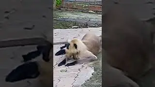 cute monkey 🐒 sleeping # short # viral