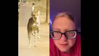 Speed raced a cheetah