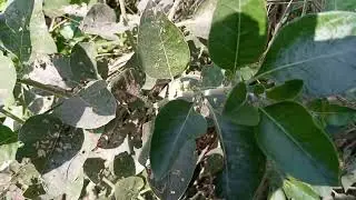 ashwagandha askan asghand nagori winter cherey.w.somnifera۔अश्वगंधा۔