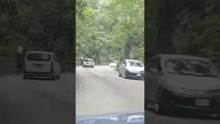 Fern Gully St Ann Jamaica