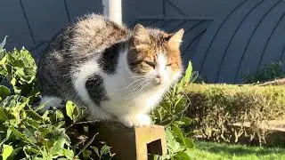 No Space? No Problem. Istanbul Cats Enjoying the Winter Sun&rdquo;