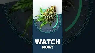Sensi Star - Strainview