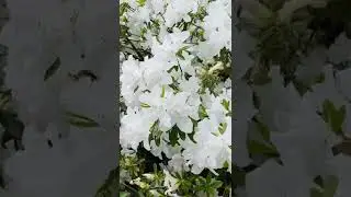Pleasing Spring White Flower | Cinematography | Nature 4K Video
