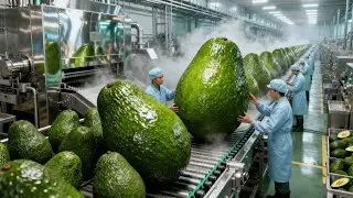 Inside a Modern Factory That Turns Fresh Avocados Into Packaged Perfection (Mass Production Journey)