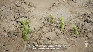 Bejo Benelux | In het gewas - asperge - Bacchus
