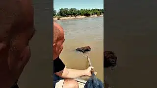 Miraculous Rescue: Brave Fishermen Save Drowning Monkey  #shortvideo #viral #shorts #short #trending