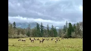 Olympic and Mount Rainier National Parks Hiking Adventure