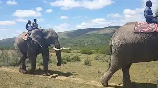 Riding African elephants