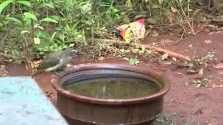 The white-browed bulbul (Pycnonotus luteolus)  Calls