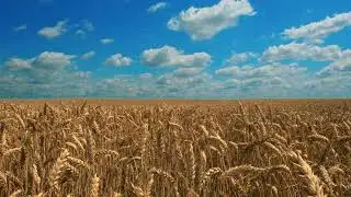 Ukraine, Flag of Ukraine, Yellow Blue, Wheat, Blue Sky,Clouds,Background video,VJ Loop,Video Footage