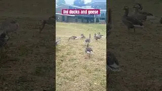 Lots of ducks and geese #university #universe #shorts #youtubeshorts #funny #ducks