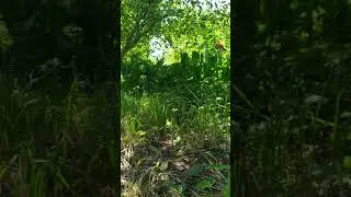 Обращение к Сатане 