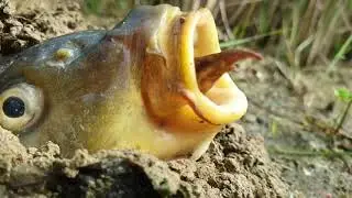 Underground fish come out 🎏