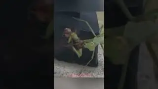 Fierce mantis hunter against wasp. Богомолы против ядовитых шершней